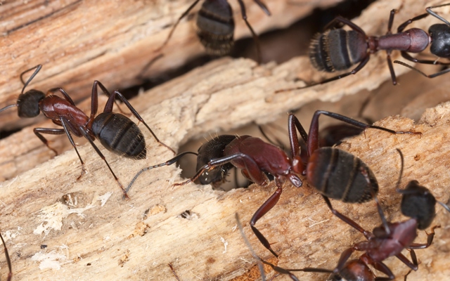 Carpenter Ants pest control
