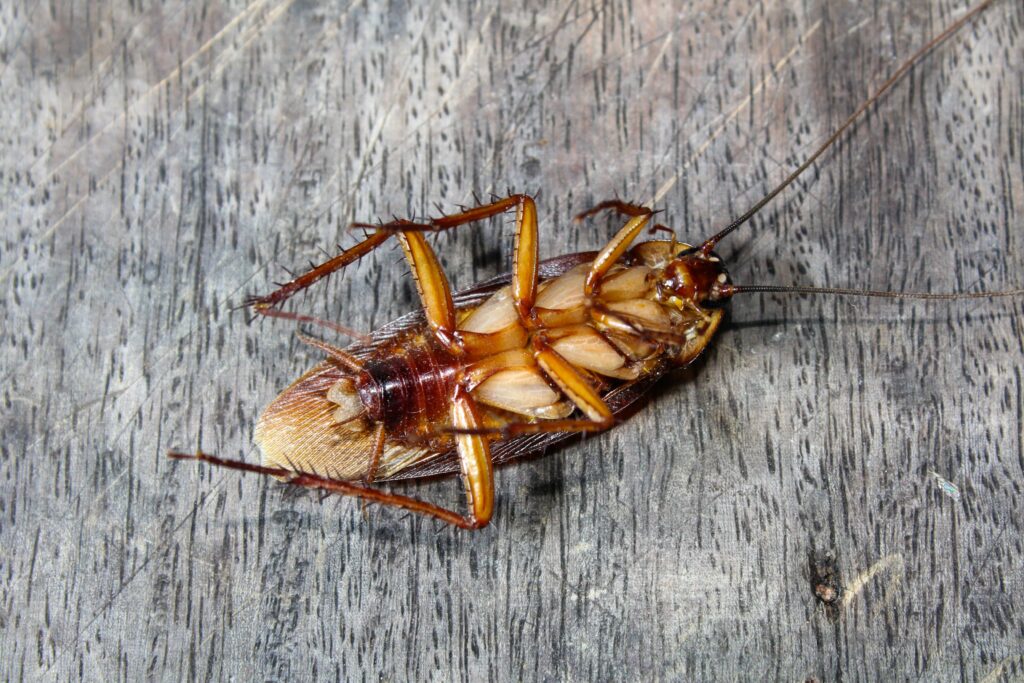 Why Am I Seeing Cockroaches If My House Is Clean?