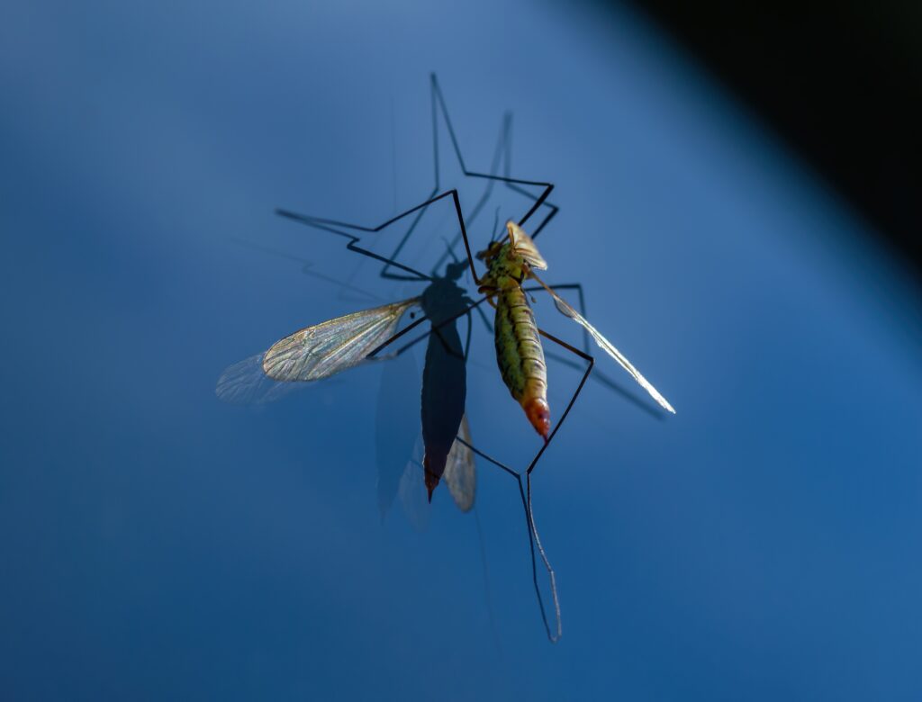 Mosquitoes in Texas: Why They Keep Coming Back and What You Can Do About It