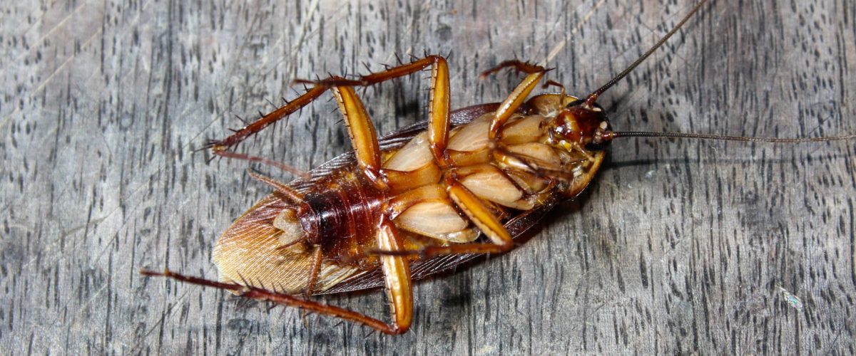 Roaches lie dead on wooden floor, Dead cockroach ,Close up face , Close up roaches