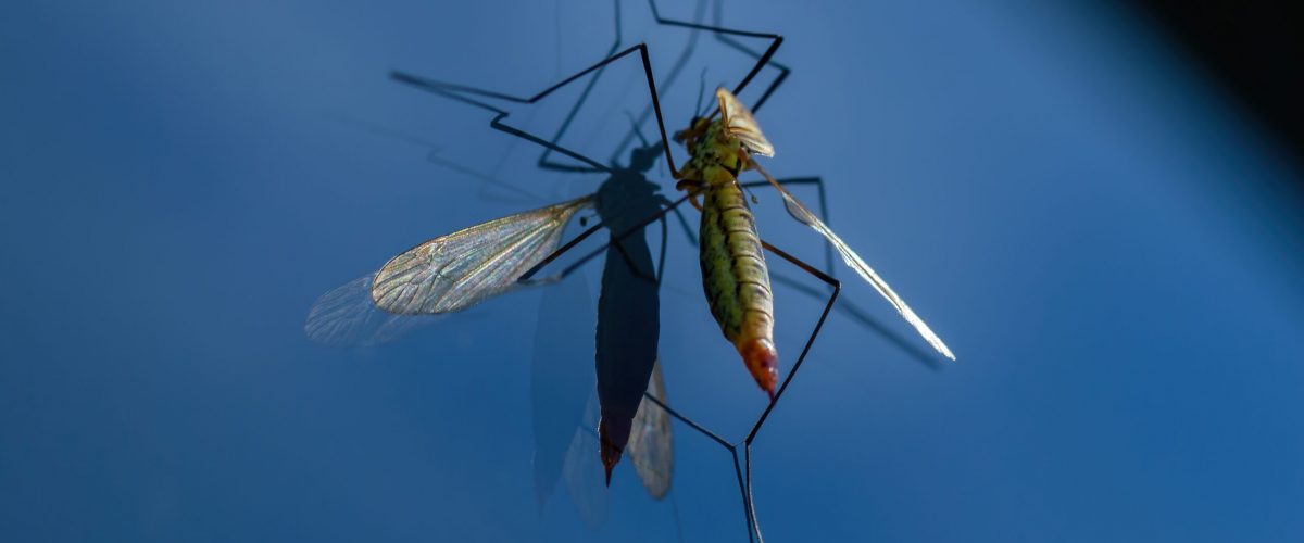 Big mosquito landed on blue glass surface